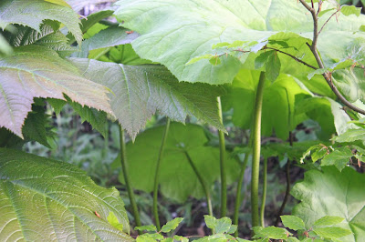 det grønne blad